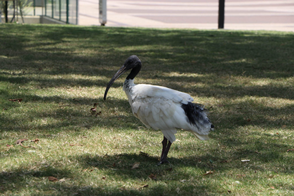 Australischer Ibis