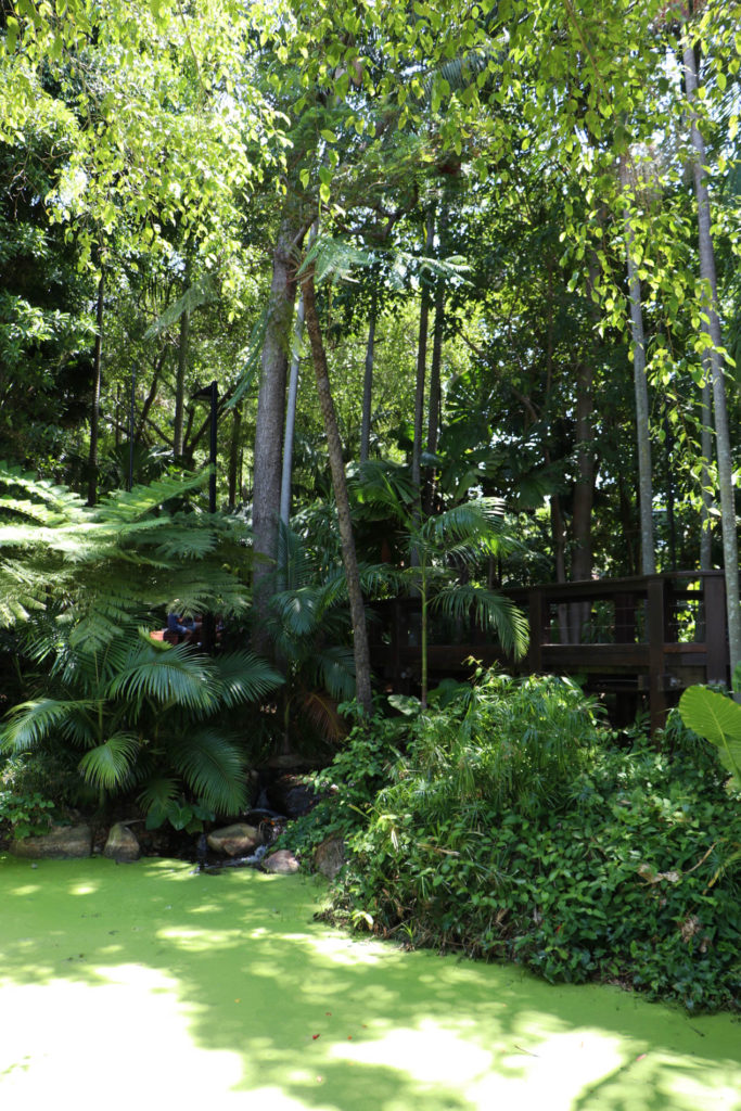 South Bank Parklands Rainforest